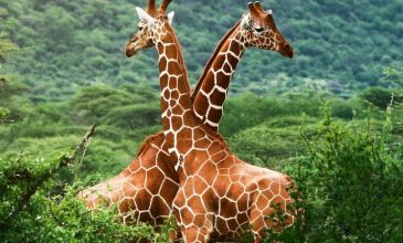 * Vizesiz* - Muhteşem Güney Afrika - 2026