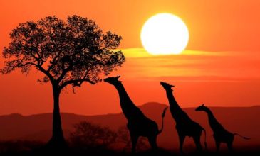 * Vizesiz * - Muhteşem Güney Afrika - THY - Mayıs 2026