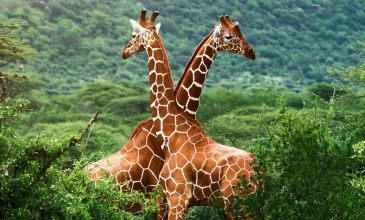 * Vizesiz* - Muhteşem Güney Afrika - 2026