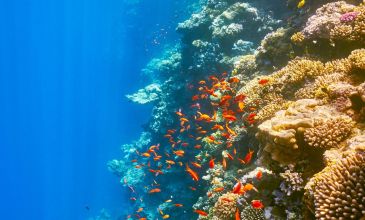 Sharm El Sheikh - Kızıldeniz Rotası Turu (5 Gece - 6 Gün)