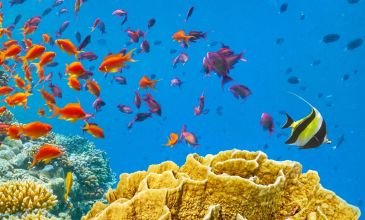 Sharm El Sheikh - Kızıldeniz Rotası Turu (4 Gece - 5 Gün) V2