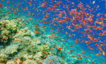 Süper Promo Piramitlerden Kızıl Denize Kahire & Sharm El Sheikh Turu Rotası V4