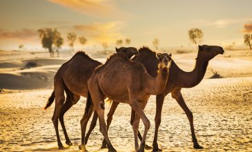 Emirates Havayolları ile Dubai Turu Rotası