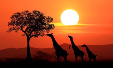 * Vizesiz * - Muhteşem Güney Afrika - THY - Mayıs 2026